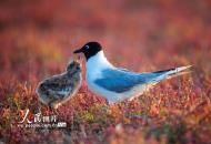 江苏东台：黑嘴鸥孵化产量创历史最高